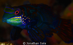 mandarin... by Jonathan Sala 